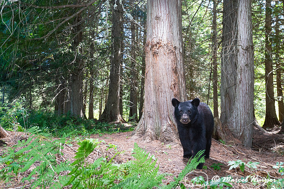 Black bear (Ursus americanus) at bear rub tree, Montana