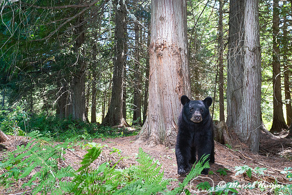 Black bear (Ursus americanus) at bear rub tree, Montana