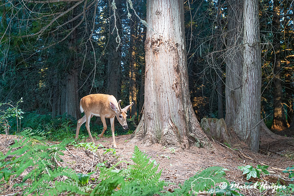 White-tailed deer (Odocoileus virginianus) at bear rub tree, Mon