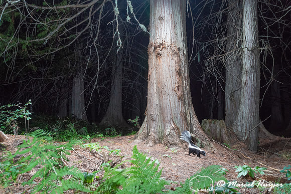 Striped skunk (Mephitis mephitis) at bear rub tree, Montana