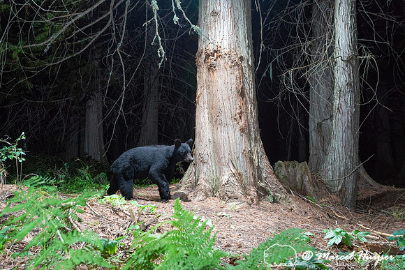 Black bear (Ursus americanus) at bear rub tree, Montana