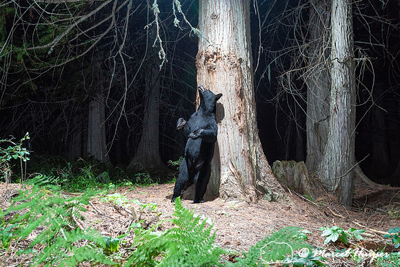 Black bear (Ursus americanus) at bear rub tree, Montana