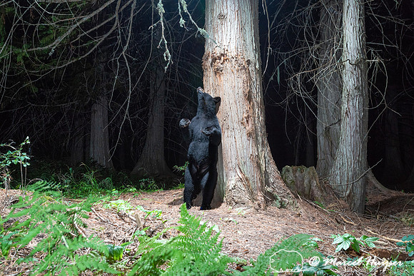 Black bear (Ursus americanus) at bear rub tree, Montana