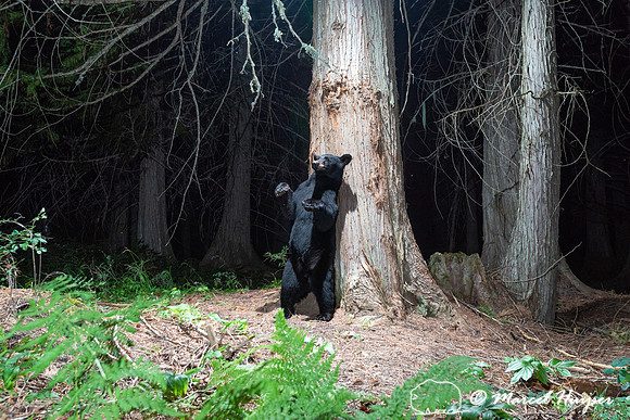 Black bear (Ursus americanus) at bear rub tree, Montana