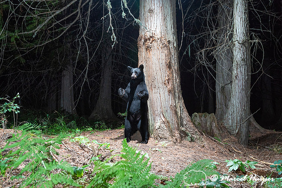 Black bear (Ursus americanus) at bear rub tree, Montana