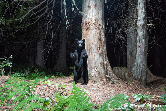 Black bear (Ursus americanus) at bear rub tree, Montana
