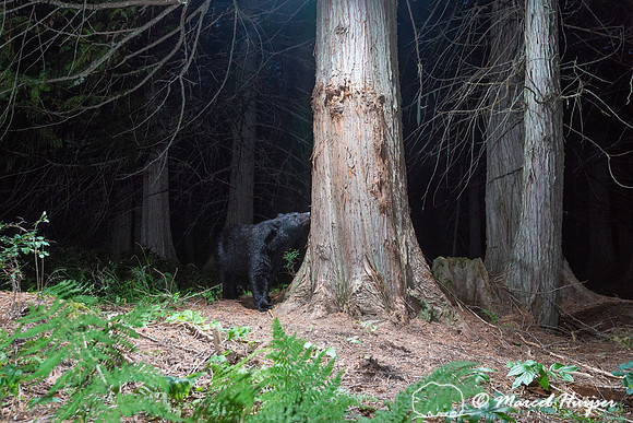 Black bear (Ursus americanus) sniffs bear rub tree, Montana