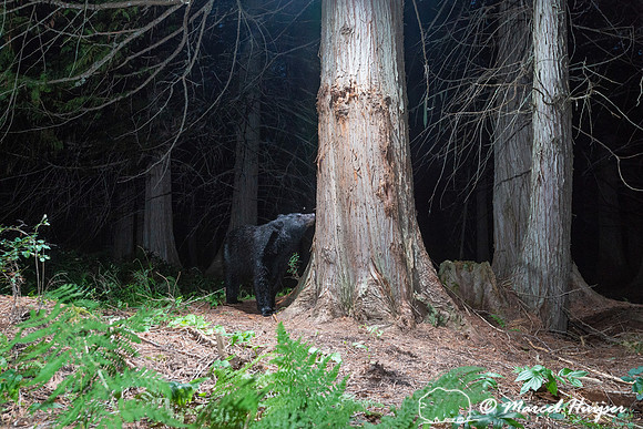 Black bear (Ursus americanus) sniffs bear rub tree, Montana