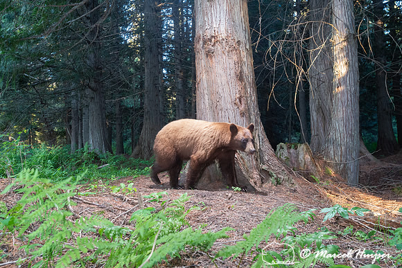 American black bear (Ursus americanus), cinnamon color, at rub t