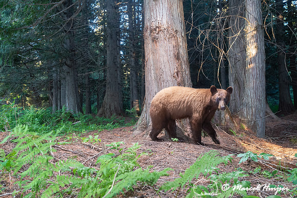 American black bear (Ursus americanus), cinnamon color, at rub t