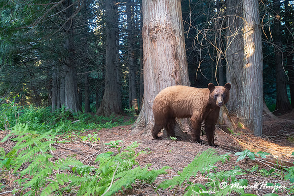 American black bear (Ursus americanus), cinnamon color, at rub t