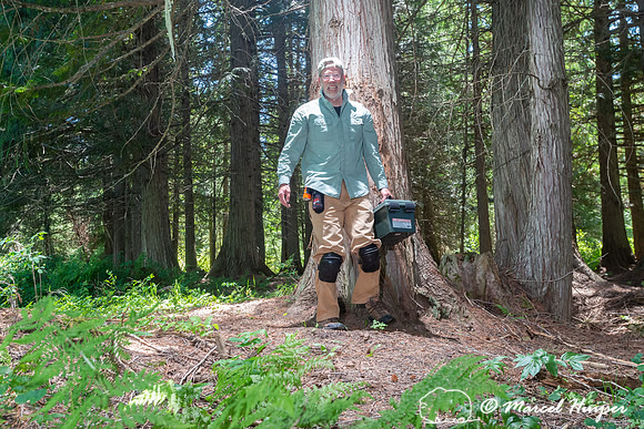 Marcel Huijser tests DSLR camera trap at a bear rub tree, Montan