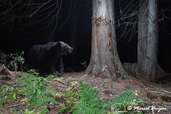 Grizzly bear (Ursus arctos horribilis) at bear rub tree, Montana