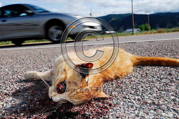 Domestic cat (Felis catus) roadkill, Montana
