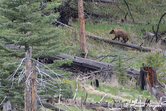 Black bear (Ursus americanus), Wyoming, USA