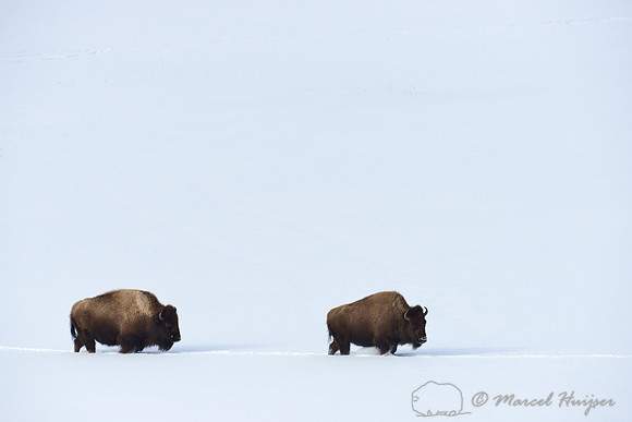 Bison (Bison bison) in the snow, Wyoming, USA