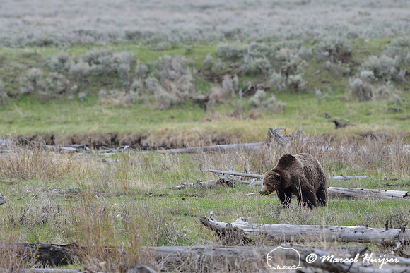 Grizzly bear (Ursus arctos) eating plants along river, Wyoming, USA