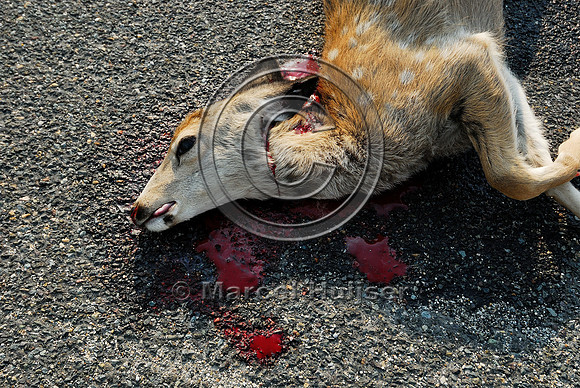 Mule deer fawn roadkill, Montana, USA