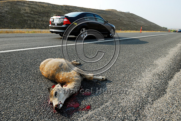Mule deer fawn roadkill, Montana, USA