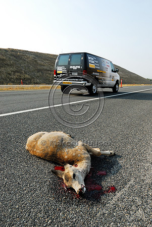Mule deer fawn roadkill, Montana, USA