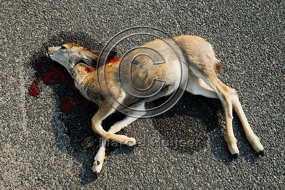 Mule deer fawn roadkill, Montana, USA