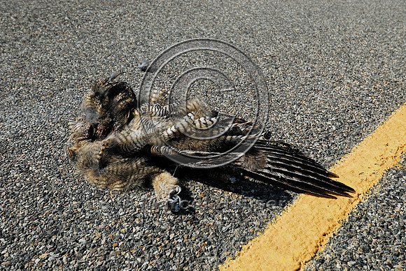 Great horned owl  (Bubo virginianus) roadkill, Montana, USA