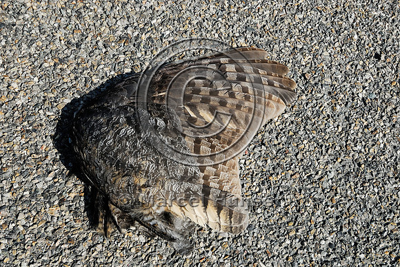 Great horned owl  (Bubo virginianus) roadkill, Montana, USA