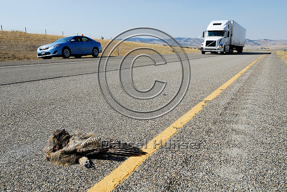 Great horned owl  (Bubo virginianus) roadkill, Montana, USA