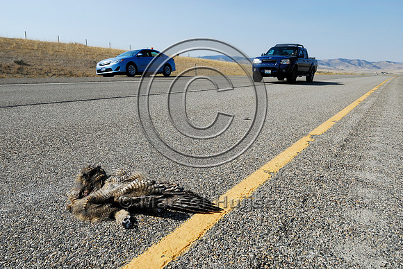 Great horned owl  (Bubo virginianus) roadkill, Montana, USA