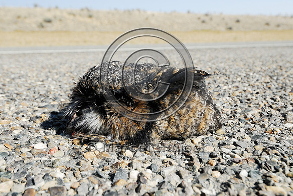 Great horned owl  (Bubo virginianus) roadkill, Montana, USA
