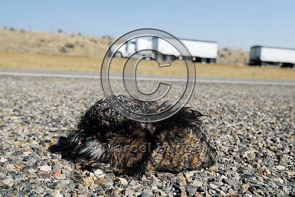 Great horned owl  (Bubo virginianus) roadkill, Montana, USA
