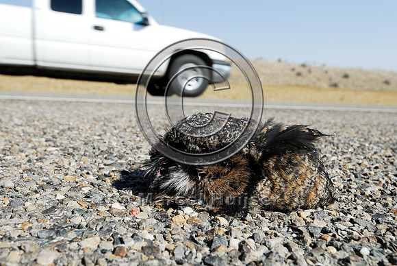 Great horned owl  (Bubo virginianus) roadkill, Montana, USA
