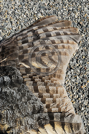 Great horned owl  (Bubo virginianus) roadkill, Montana, USA