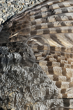 Great horned owl  (Bubo virginianus) roadkill, Montana, USA