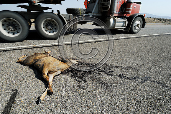 Mule deer  (Odocoileus hemionus) roadkill, Montana, USA