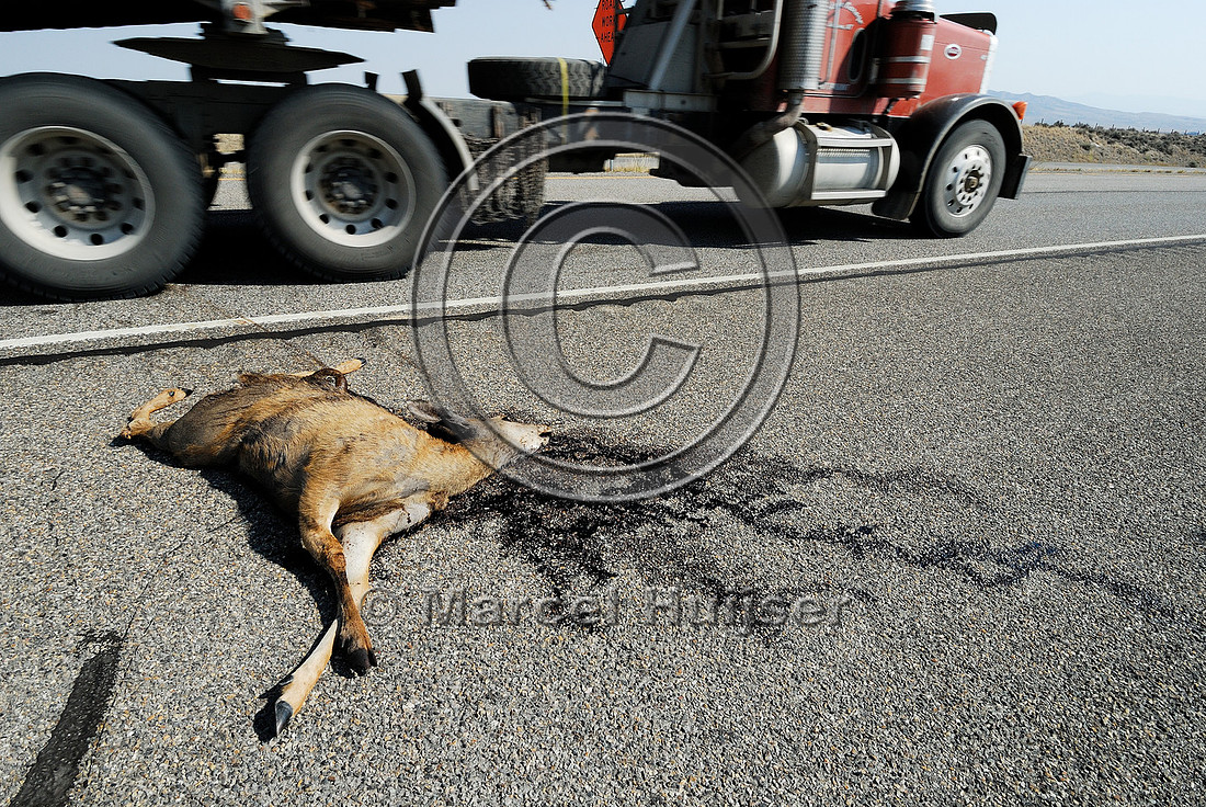 Mule deer (Odocoileus hemionus) roadkill, Montana, USA.