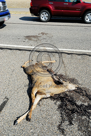 Mule deer  (Odocoileus hemionus) roadkill, Montana, USA
