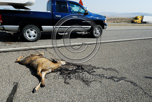 Mule deer  (Odocoileus hemionus) roadkill, Montana, USA