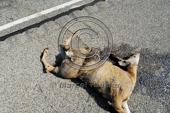 Mule deer  (Odocoileus hemionus) roadkill, Montana, USA