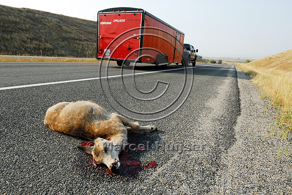 Mule deer fawn roadkill, Montana, USA
