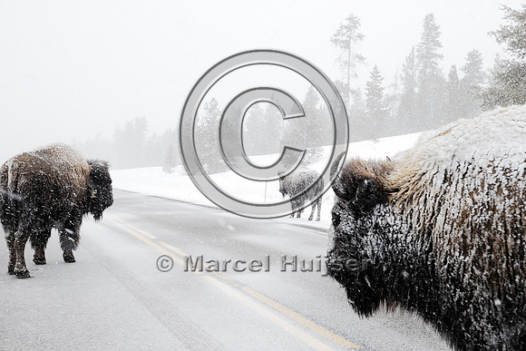 Bison (Bos bison) on road in snowstorm with traffic, MT