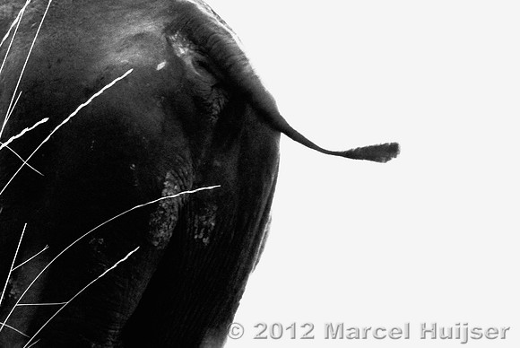 Abstract of bison (Bison bison) tail and grasses, Montana, USA