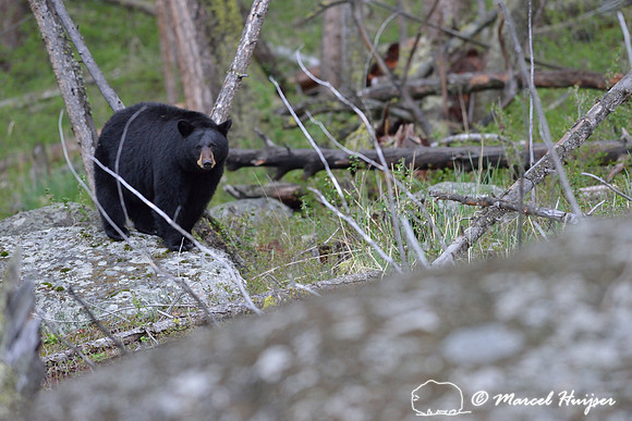 Black bear sow (Ursus americanus), west of Tower Falls, Yellowstone National Park, Wyoming, USA