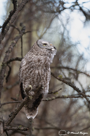 Great gray owl (Strix nebulosa) alert for corvids flying over, M