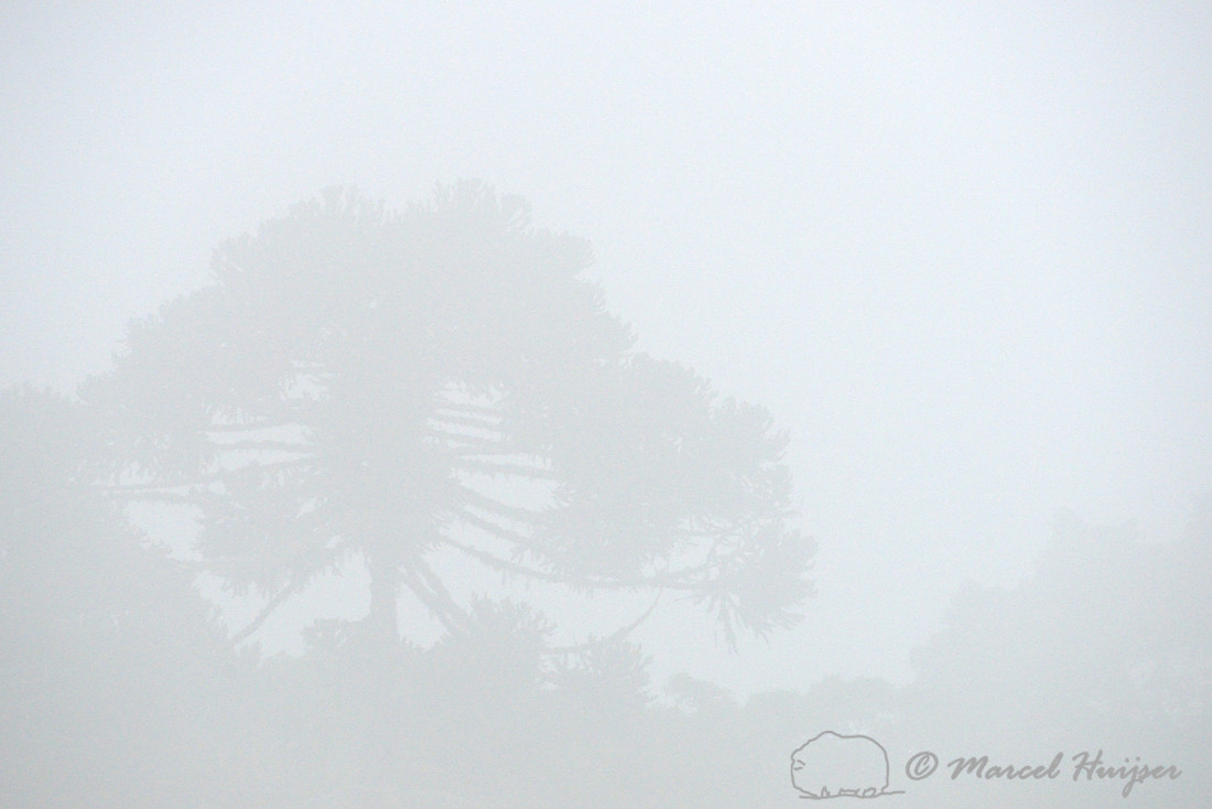 Brazilian pine (Araucaria angustifolia) in fog, Parque Nacional de Aparados da Serra, Rio Grande do Sul, Brazil