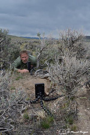Marcel Huijser sets up camera equipment to photograph pygmy rabbits, near Bannack, Montana, USA