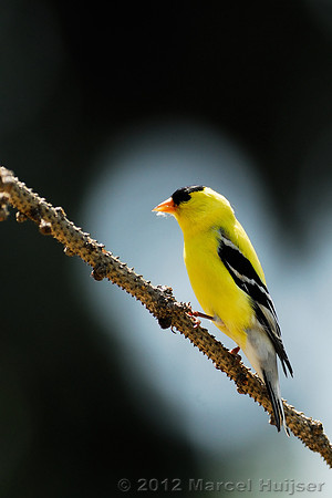 American goldfinch (Carduelis tristis), Missoula, Montana, USA