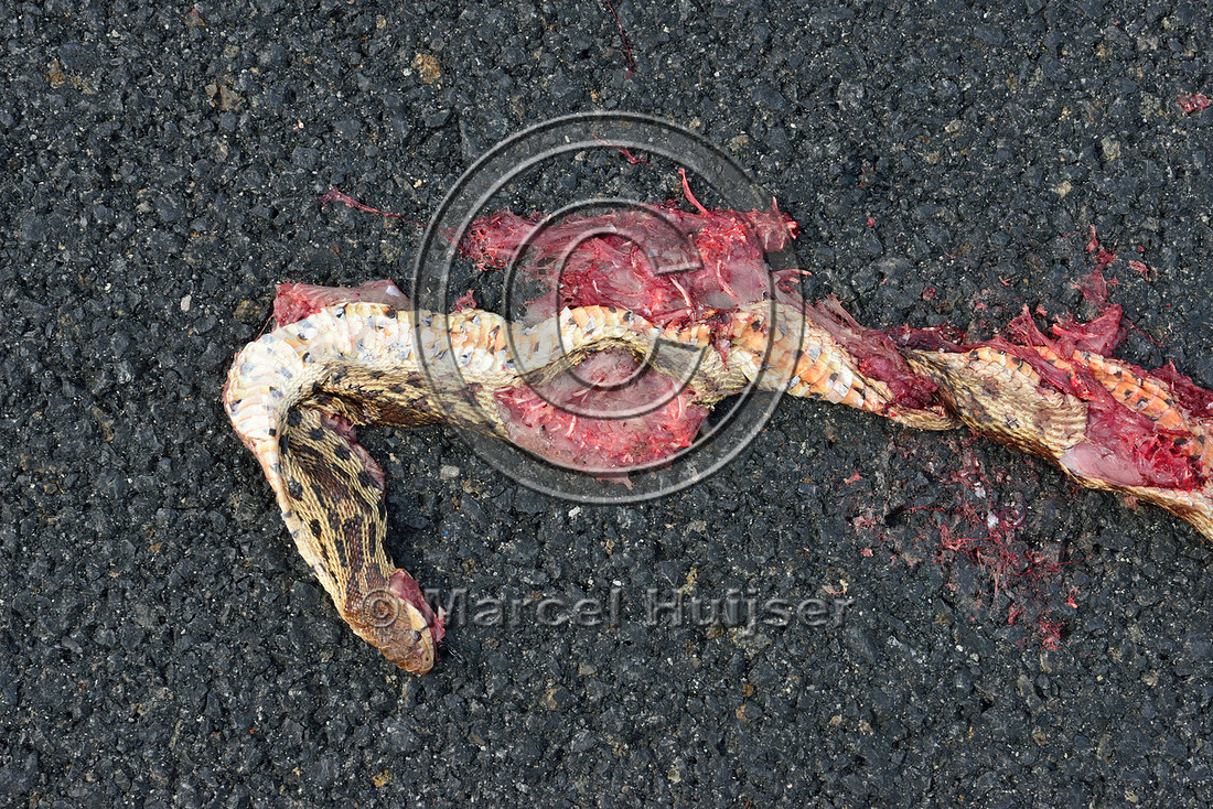 Gopher snake (Pituophis catenifer) roadkill, Hwy 49 south of Chinese Camp, California, USA