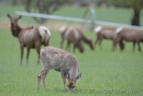 Elk (Cervus canadensis) and mule deer (Odocoileus hemionus) on irrigated pastures, near Gardiner, Montana, USA