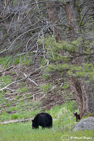 Black bear sow (Ursus americanus) and cub, west of Tower Falls, Yellowstone National Park, Wyoming, USA